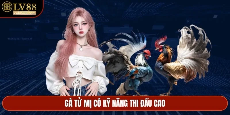 Gà Tử Mị có kỹ năng thi đấu cao